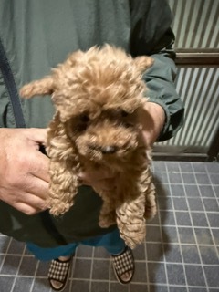 ゴールデンレトリバー