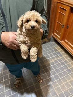 ゴールデンレトリバー