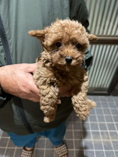 ゴールデンレトリバー