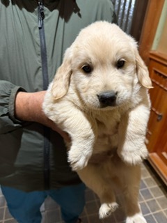 ゴールデンレトリバー