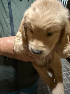 ゴールデンレトリバー