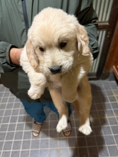 ゴールデンレトリバー