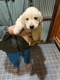 ゴールデンレトリバー