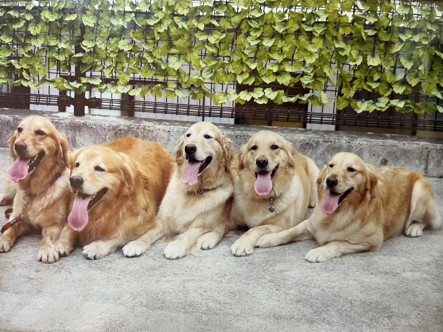 ゴールデンレトリバーってどんな犬?