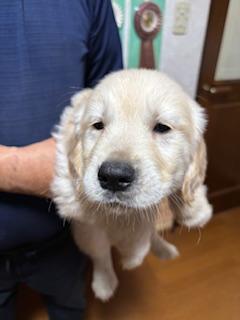ゴールデンレトリバー